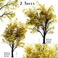 Set of Robinia Pseudoacacia Frisia or Frisia Black Locust Trees