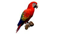 Scarlet Macaw