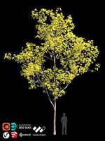 TABEBUYA Handroanthus chrysotrichus 07 - VRAY-CORONA-GROWFX