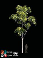 TABEBUYA Handroanthus chrysotrichus 06 - VRAY-CORONA-GROWFX