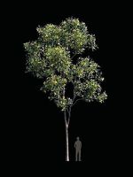 TABEBUYA Handroanthus chrysotrichus 05 - VRAY-CORONA-GROWFX