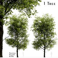 Black Ash or Fraxinus Nigra Tree - 1 Tree