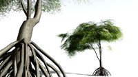 EVERYPlant Red Mangrove LowPoly 06 --12 Models--