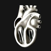 Human Heart Section Sculpt