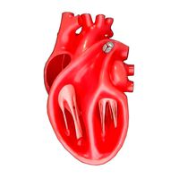 Human Heart Section