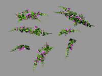 Plant-Bougainvillea