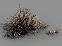 Plant-Camel Spines Scorched 21
