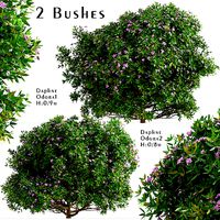 Set of Daphne Odora or Winter daphne Bushes - 2 Bushes