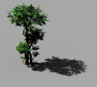 Fairy Forest-Banyan 01