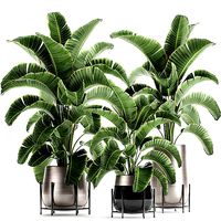 Banana palm in a pot for the interior 773
