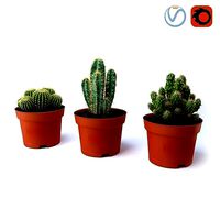 CACTACEAE