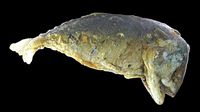 mackerel fried