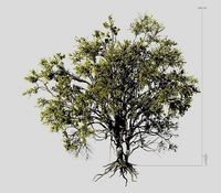 American Elm Tree 001 - Ulmus americana