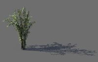 Mount Putuo-Bamboo 22