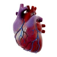 Human Heart