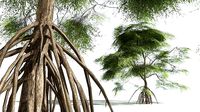 EVERYPlant Red Mangrove LowPoly 05 --12 Models--