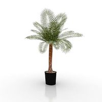 Palm 3D Model