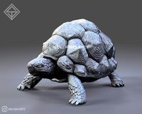 Star Tortoise | 3D