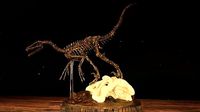 Velociraptor Skeleton Diorama with T-Rex | 3D