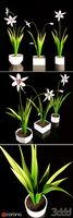 Acidanthera