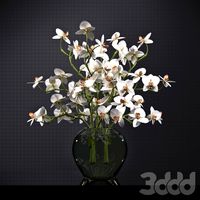 ORCHID