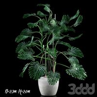 Big Monstera/Большая Монстера