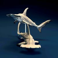 Hammerhead Sharks for 3D printing | 3D