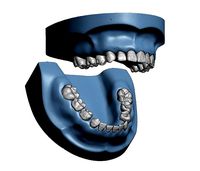 Primary teeth with pulp and base | 3D