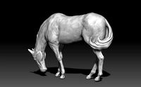 A Horse Grazing | 3D