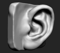 Ear3d model
