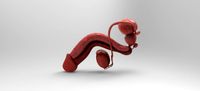 Male Reproductive System3d model