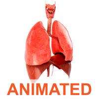 Lungs animated3d model