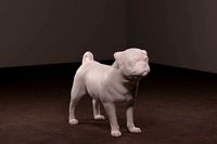 Pug Dog | 3D