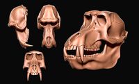 Baboon Skull CNC and | 3D