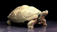 Tortoise by CMW | 3D
