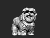 Shih Tzu 2 | 3D