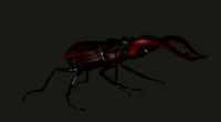 Lucanus cervus | 3D