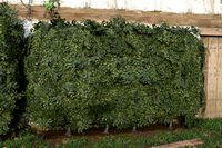 Nature Assets - Garden Hedge