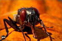 Animalia - Fly
