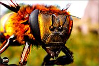 Animalia - Honeybee