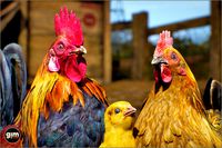 Animalia - Chicken (pack)