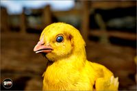 Animalia - Chicken (young)