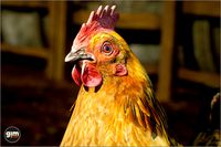 Animalia - Chicken (female)