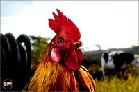 Animalia - Chicken (male)