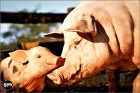 Animalia - Pig (pack)