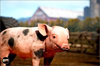 Animalia - Pig (young)