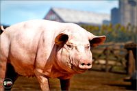 Animalia - Pig (female)