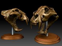 tiger skull and base | 3D