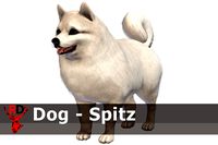 Dog - Pomeranian Spitz