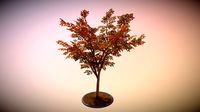 Rowan Tree - Sorbus-Aucuparia - 12m - Autumn